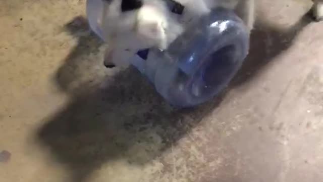 Black white dog enjoys dragging water cooler