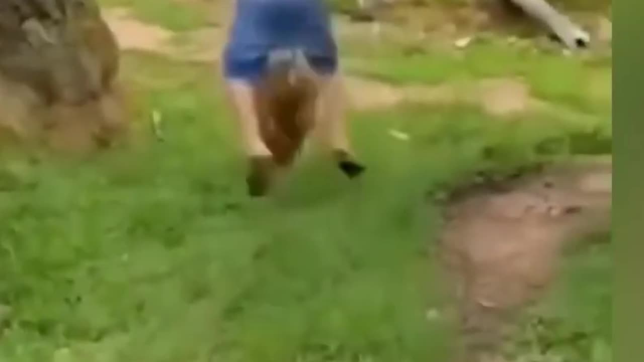 Funny animals