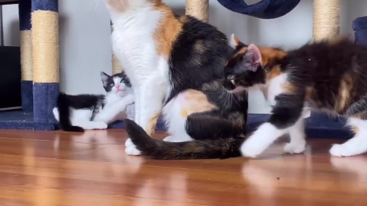Beautiful cat running at gym style.😲😲