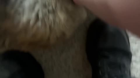 Cat Learns How To Get Dizzy