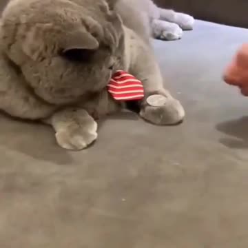 Pussy cat 🐱is playing funny game