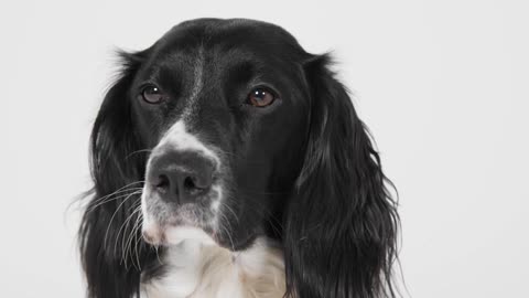 Tracking Shot of Dog Sitting 02