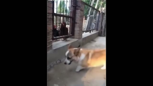 Dog vs chicken fight