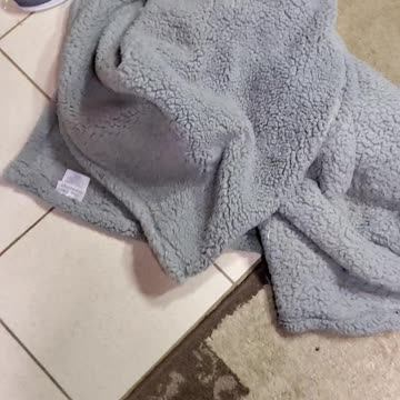 Baby Raccoon Plays in Blanket!!