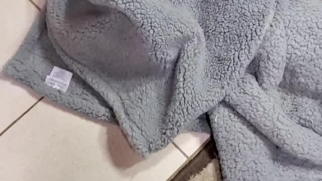 Baby Raccoon Plays in Blanket!!