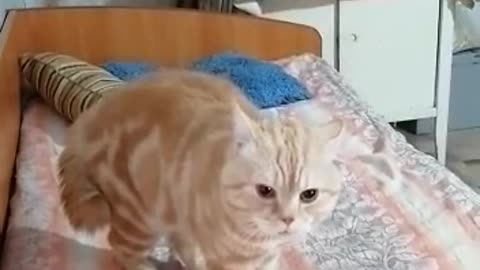Четвероногие друзья