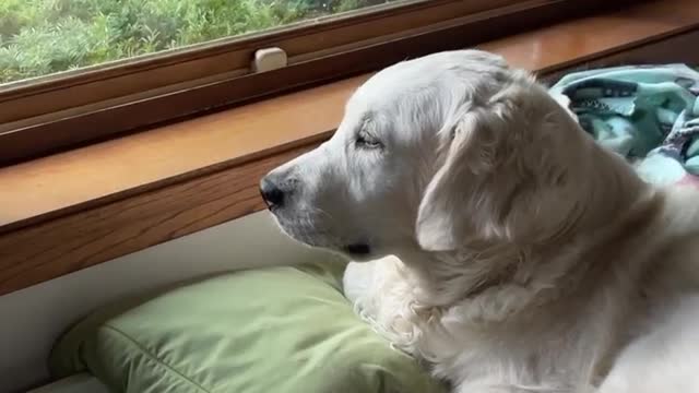 Squirrel harassing dogs