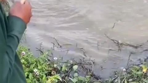 This is a beautiful and charming water-dwelling species