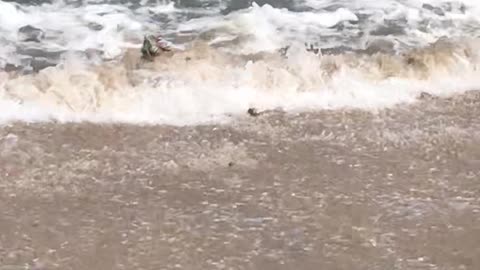 Iguana Swims in on the Surf