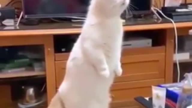 Intelligent cat can win many times in this hard game