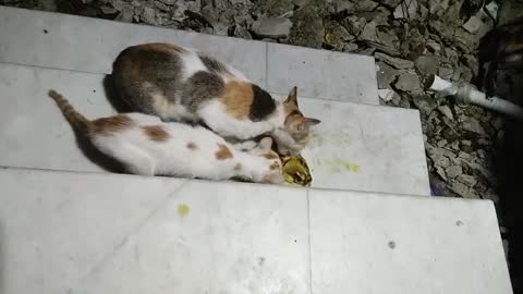 Mother cat feeds fish her baby with high security