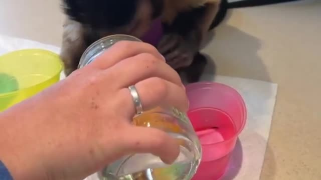 Gaitlyn Rae Egg dying Egg dying monk style! 🥚🐒🐰