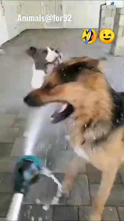 Viral prank on dog