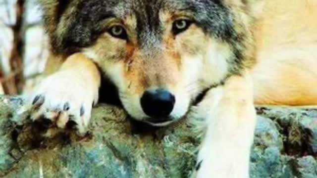 Animals that are bigger than you think