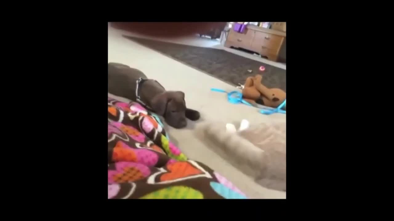 --Angry Cats vs Dogs -- Funny Compilation