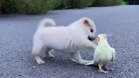 Cute pappy with his best friend parrot playing in ground| Animal lover feel their feeling |