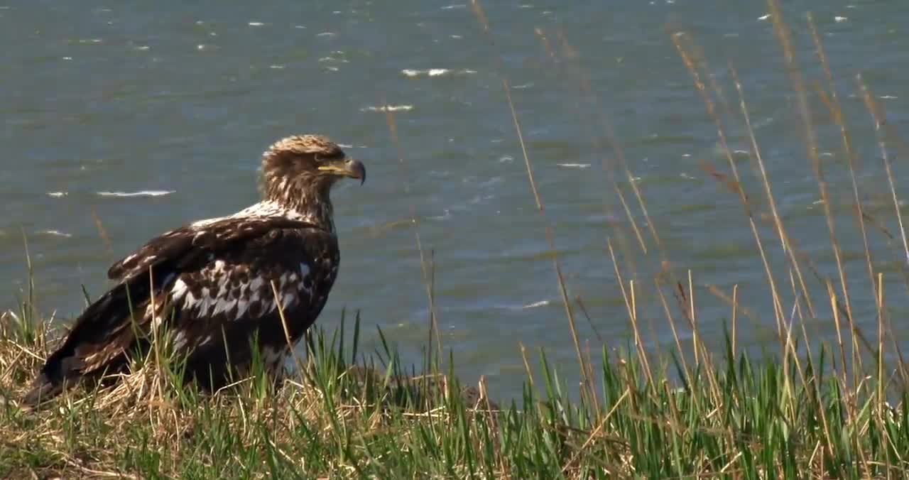 Bald Eagle: America’s Fursona