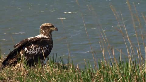 Bald Eagle: America’s Fursona