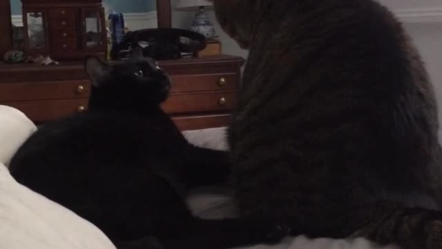 Black cat and orange grey cat sit on bed fight