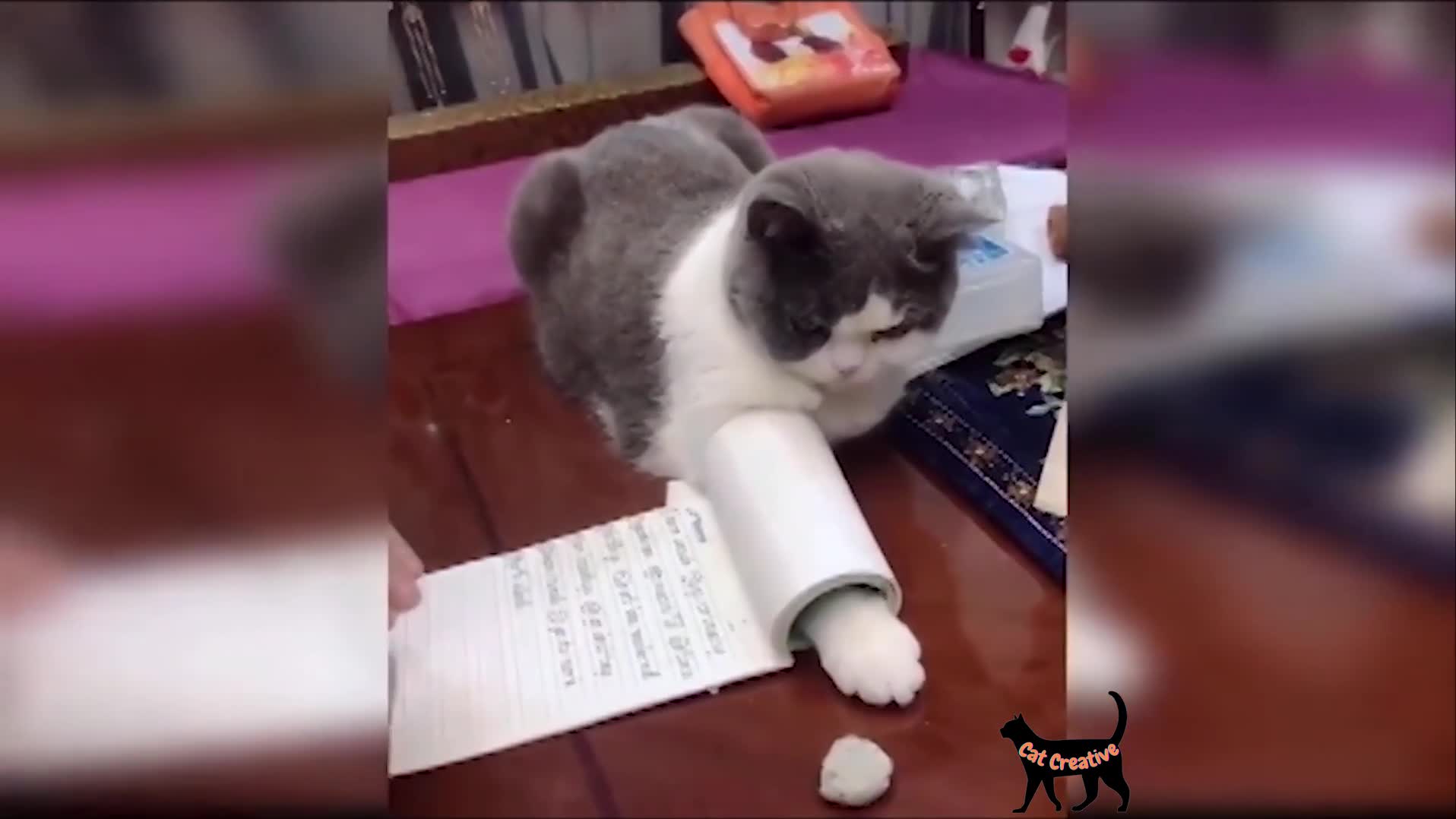 Funny Cat Videos to Start Your Week With a Smile!