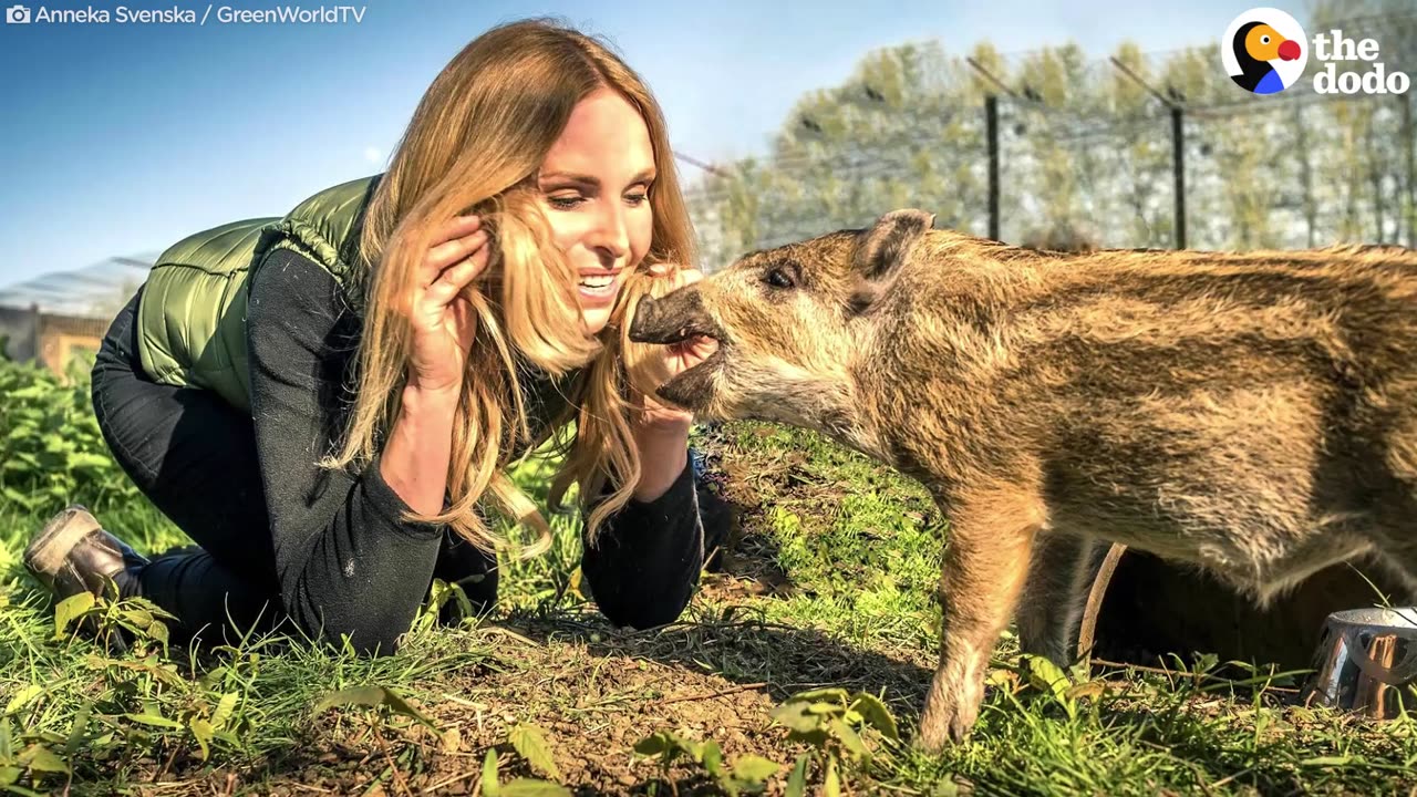 Newborn Wild Boar Loves Rice Pudding | The Dodo