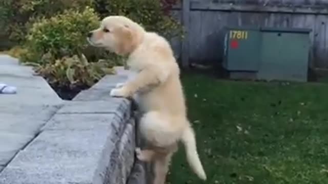 Attack Of The Funny Dogs || The Best Videos About Dogs #31