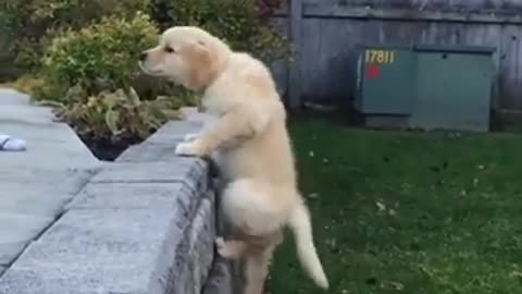 Attack Of The Funny Dogs || The Best Videos About Dogs #31