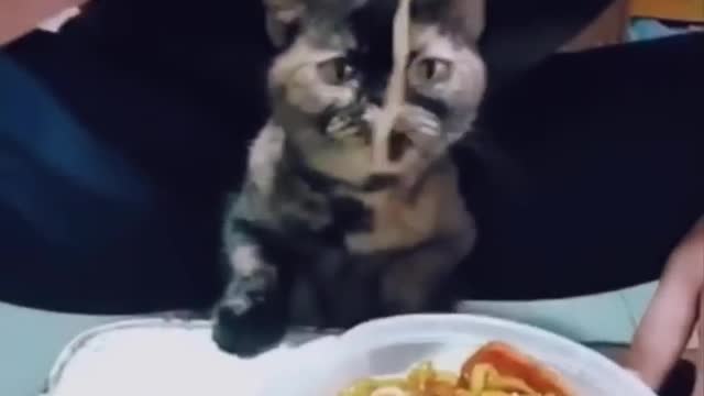 The Funniest Cat videos have seen