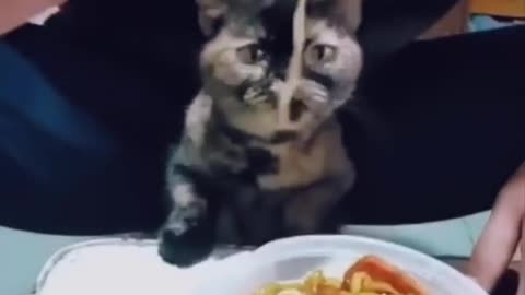 The Funniest Cat videos have seen