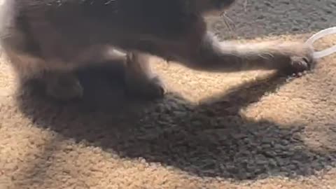 cute kitten playing with plastic ring