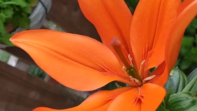 Bright orange lily