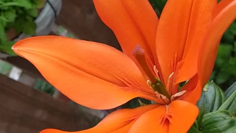 Bright orange lily