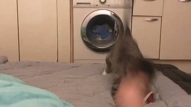 Cat playing with toys with the owner