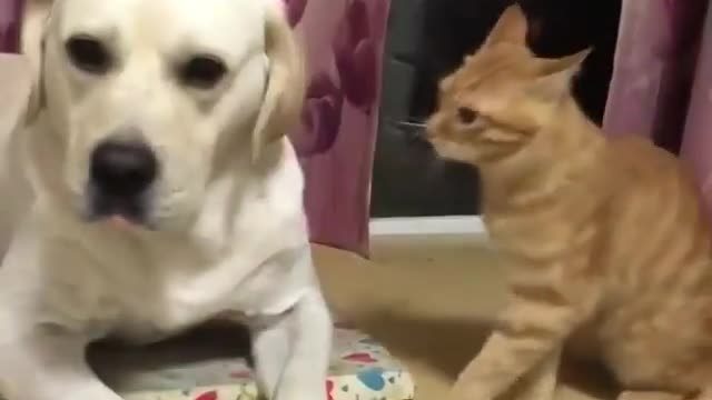 Funny Dog and Cat Fight for our Marriage 🤣🤣🤣🤣