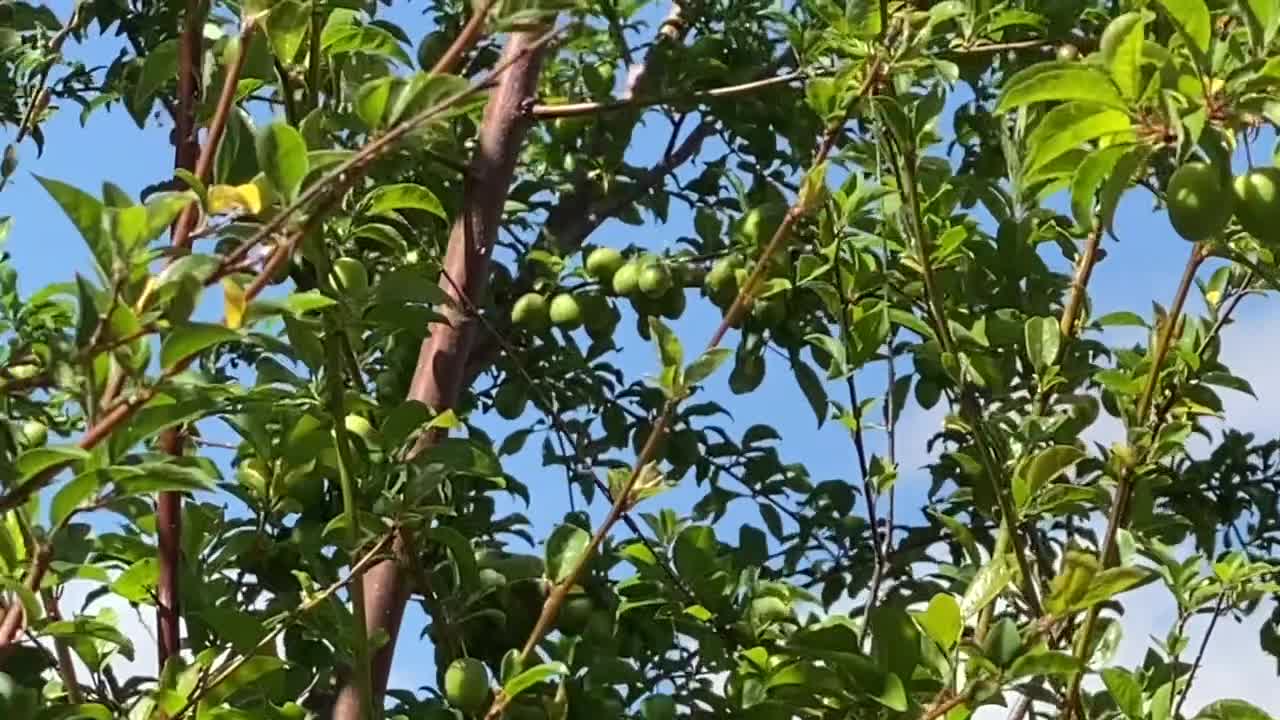 Busy Male Valley Carpenter Bee