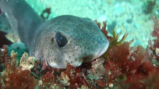 Close Up of a Catshark