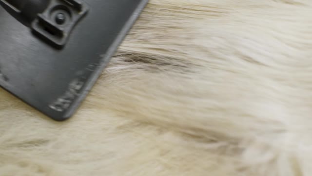 A Close Up of a Lazy Dog being Groomed by Owner