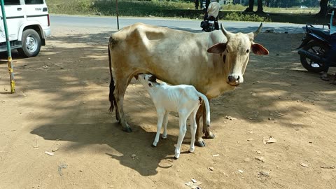 A Mother Breastfed Her Child