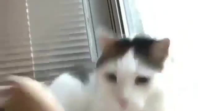 Cat funny video part-58