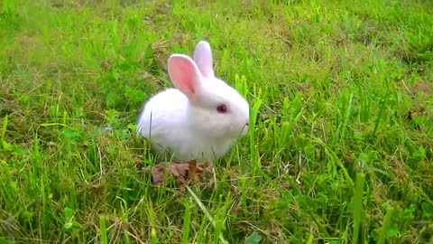 Bunny Rabbit Videos, baby rabbits, Cute Rabbits, For Kids Funny