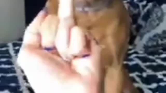 dogs can't see middle finger to them😂😂