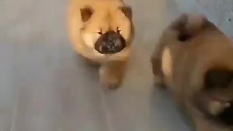 Celo Pets - Animais Engraçados