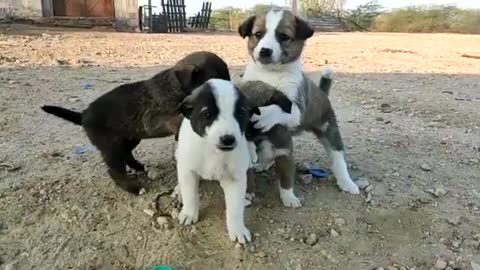 stray puppies cuddling/ playful cute puppies / street puppies dogs