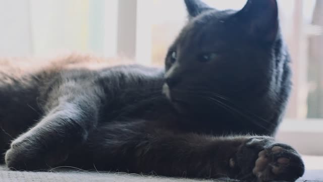 Funny black cat sleeping videos