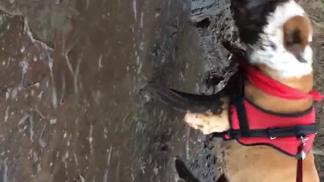 Tan dog in red harness enjoys playing in the mud