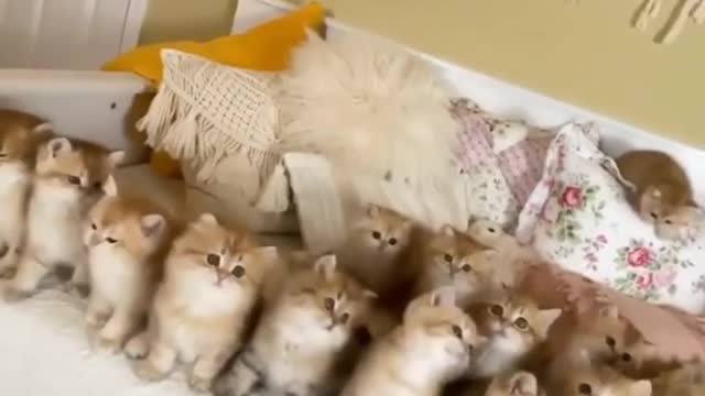 Cute Cat's Training School 🐈