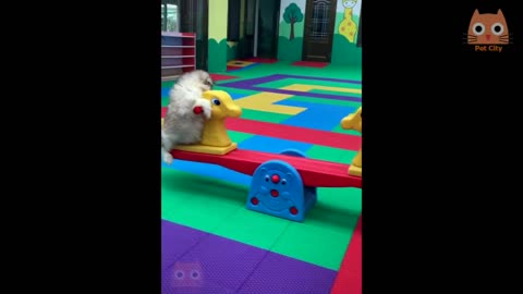 Videos de gatos y perros