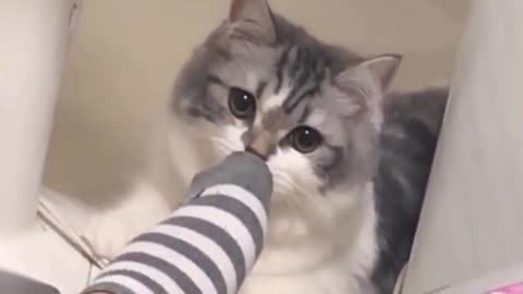 CAT SMELLS FEET🙀🙀🙀