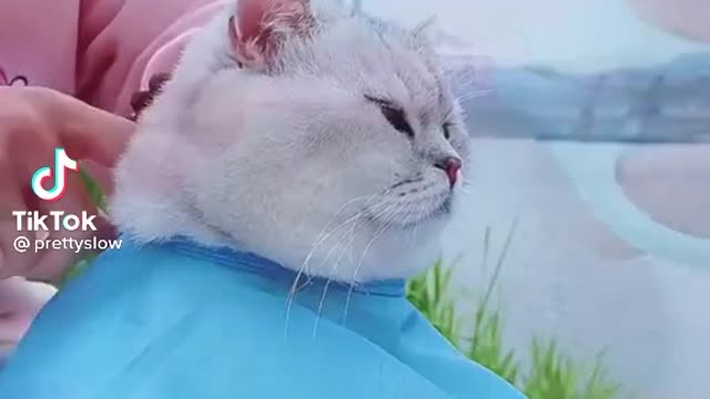 My fat fat cat