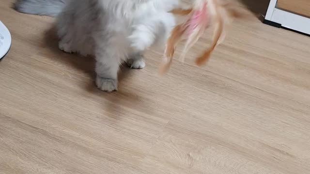 Persian Cat Playing With Toy ver.2